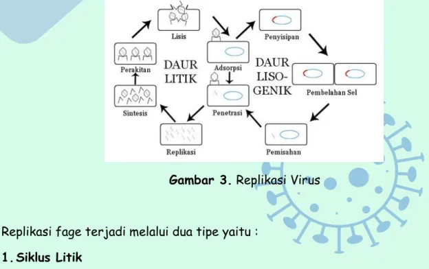 Gambar 3. Replikasi Virus 