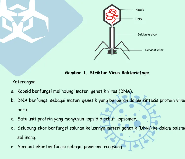 Gambar 1. Striktur Virus Bakteriofage  Keterangan 