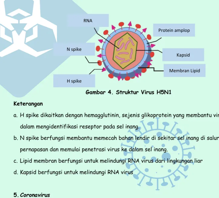 Gambar 4. Struktur Virus H5N1  Keterangan 
