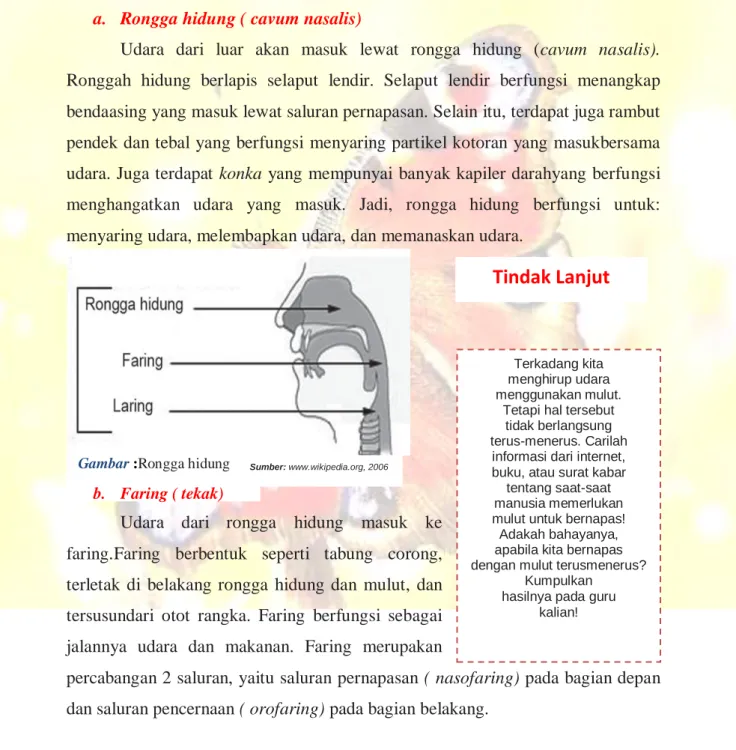 Gambar :Rongga hidung 