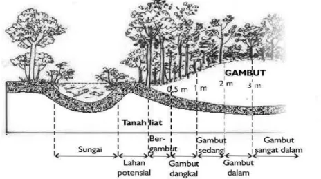 Gambar 2.3 Fisiografi Lahan Gambut (Muslihat, 2003) 