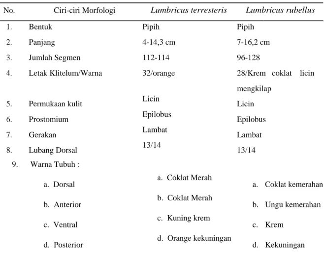 Tabel 4.3 Ciri-ciri Morfologi Lumbricus terresteris dan Lumbricus rubellus No. Ciri-ciri Morfologi Lumbricus terresteris Lumbricus rubellus