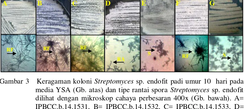 Gambar 3   Keragaman koloni Streptomyces sp. endofit padi umur 10  hari pada 