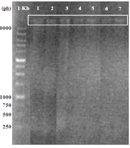 Gambar 4   DNA genom aktinomiset endofit padi hasil elektroforesis pada   1% gel agarosa 