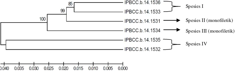 Gambar 8      Hasil amplifikasi PCR gen nifH aktinomiset endofit padi (~320 pb)                     menggunakan primer PolF dan AQER