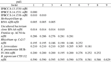 Tabel 6 Matriks jarak genetik (p-distance) sekuen gen nifH aktinomiset endofit  