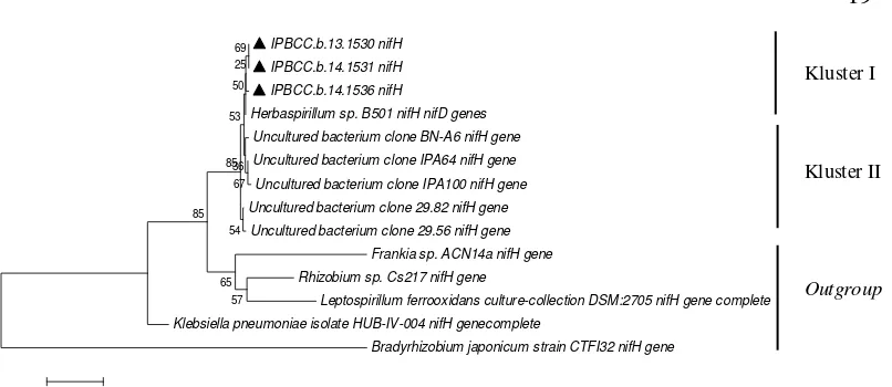 Gambar 10   Pertumbuhan koloni aktinomiset endofit padi pada media BNF padat  
