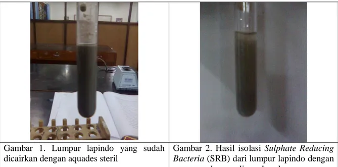 Gambar  2.  Hasil  isolasi  Sulphate  Reducing  Bacteria (SRB) dari lumpur lapindo dengan  menggunakan medium sharpley 