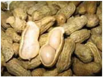 Gambar 1. Kacang tanah (Arachis hypogaea L.) 