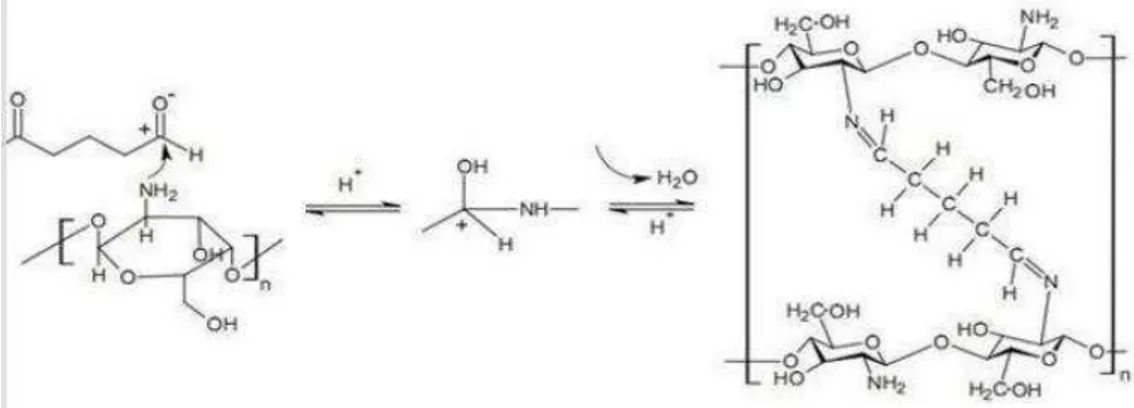 Gambar  2.3. Pembentukan basa Schiff (C-N) gugus amino pada kitosan dan gugus aldehid pada glutaraldehida (Wang et al., 2004)
