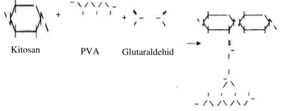Gambar 4.2. Reaksi Membran kitosan-PVA crosslinked dengan