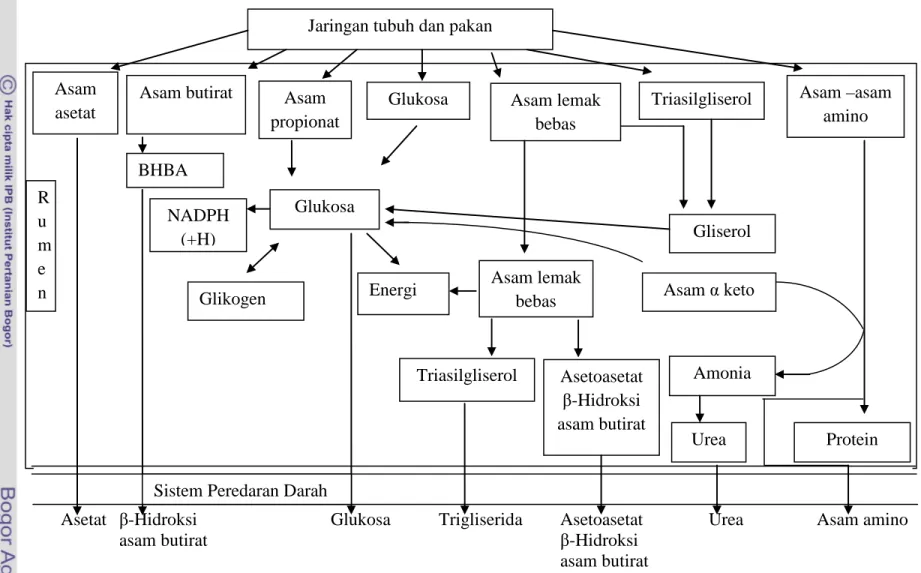 Gambar 1. Sumber dan Hasil Proses Metabolisme pada Ruminansia (McDonald, 2002) Jaringan tubuh dan pakan 