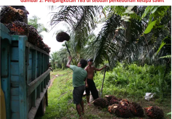 Gambar 2: Pengangkutan TBS di sebuah perkebunan kelapa sawit 