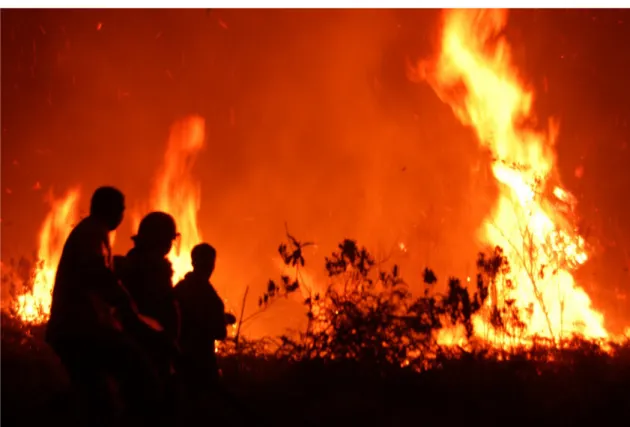 Gambar 7  Api untuk membakar hutan pada tahap pembangunan kebun sawit