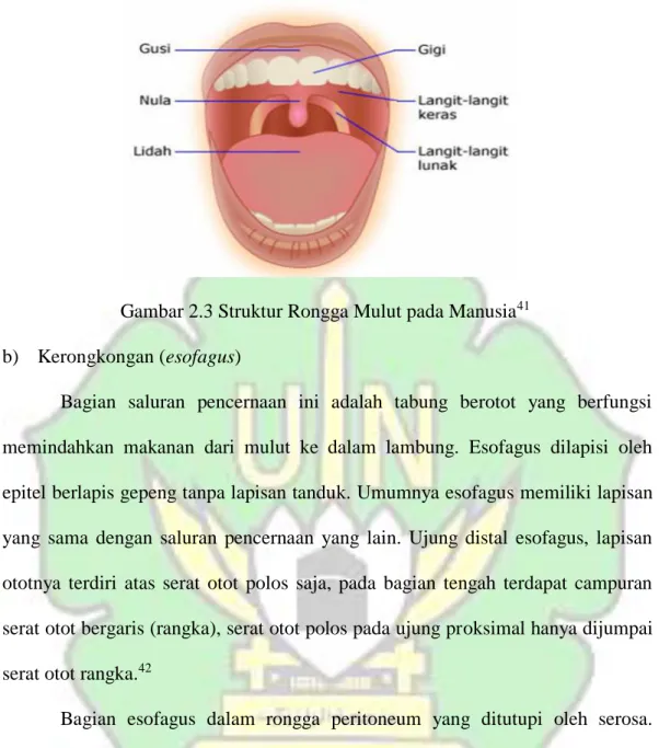 Gambar 2.3 Struktur Rongga Mulut pada Manusia 41 b)  Kerongkongan (esofagus) 