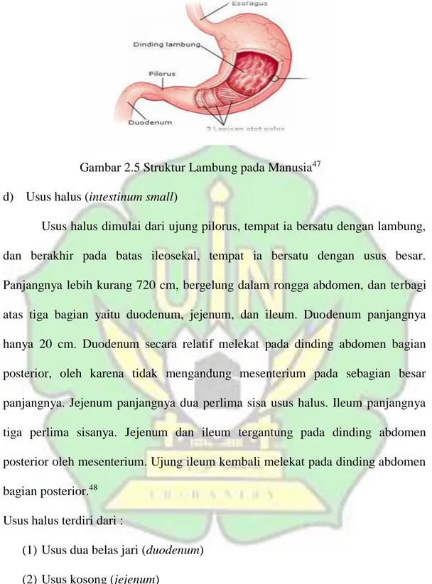 Gambar 2.5 Struktur Lambung pada Manusia 47  d)  Usus halus (intestinum small) 