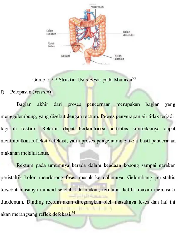 Gambar 2.7 Struktur Usus Besar pada Manusia 53 f)  Pelepasan (rectum) 
