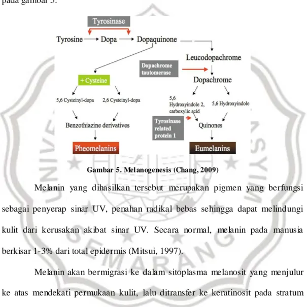 Gambar  5. Mel anogenesis (Chang, 2009) 