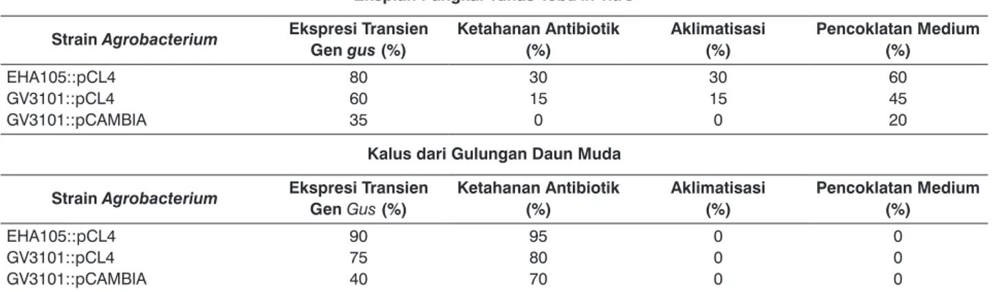 tabel 2.   Hasil transformasi gen gus melalui A. tumefaciens pada eksplan pangkal tunas tebu in-vitro dan kalus gulungan daun muda  tebu varietas BL