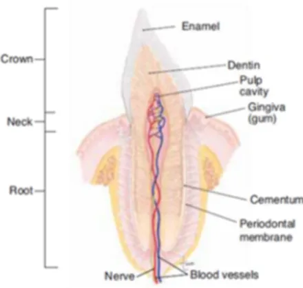Gambar  2.  Anatomi  gigi  manusia  dengan  potongan  longitudinal  sehingga  terlihat  struktur bagian dalam gigi (Scanlon dan Sanders, 2007)