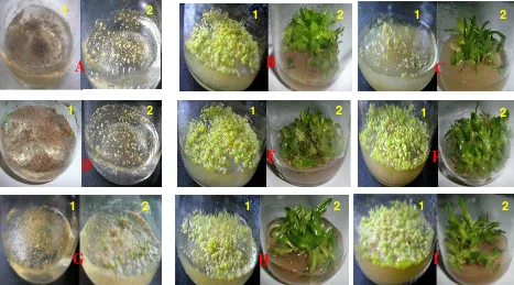 Figure 1. Growth of protocorms of V. tricolor after seed sowing ; Bottom diameter of culture bottle = 4.5 cm) and CW indicates concentration (see Material and Methods); 1=8 weeks after seed sowing; 2=24 weeks orchid on the New Phalaenopsis medium added with complex additives (tomato juice/TJ and coconut water/CW) (A=TJ0+CW0 ; B=TJ100+CW0; C=TJ200+CW0;   D=TJ0+CW100;   E=TJ100+CW100;   F=TJ200+CW100;   G=TJ0+CW200; H=TJ100+CW200; I = TJ200+CW200; TJ=Tomato Juice; CW = Coconut water; The number behind TJ  