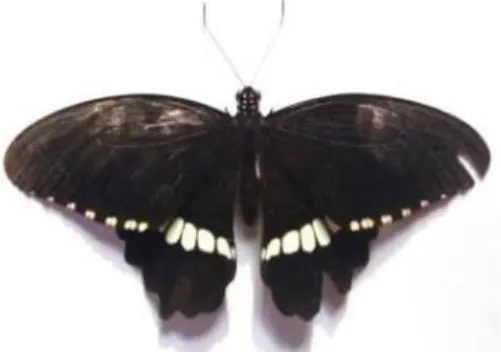 Gambar 2. Papilio polytes 