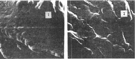 Gambar 3.  Polo elektron mikrograf bent  uk permukaan  patahan  kompon karet alam sebelum (1) dan setelah (2) diiradiasi sinal gamma  pada dosis 300 kGy