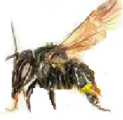 Gambar 1 Lebah  Madu Trigona spp. 