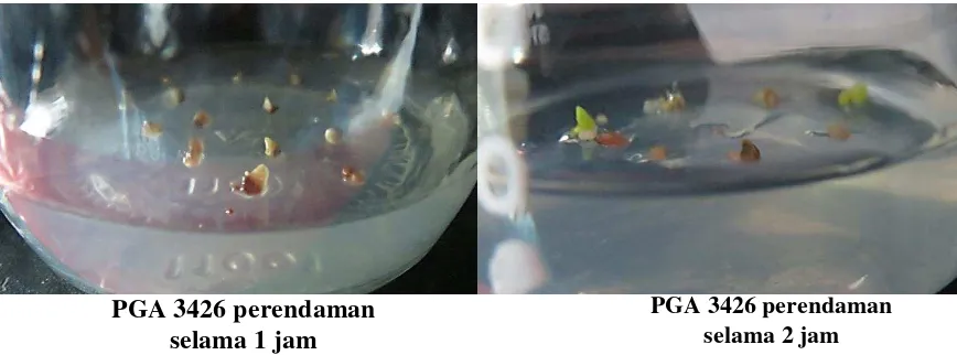 Gambar 5.  Hasil seleksi awal transforman PGA 3426 pada 15 ppm higromisin 