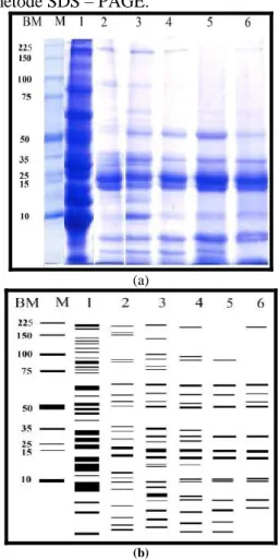 Gambar  2.  (a)  Hasil  SDS-PAGE  (b)  Visualisasi  Keterangan : BM = Berat Molekul, M = Marker 1= 