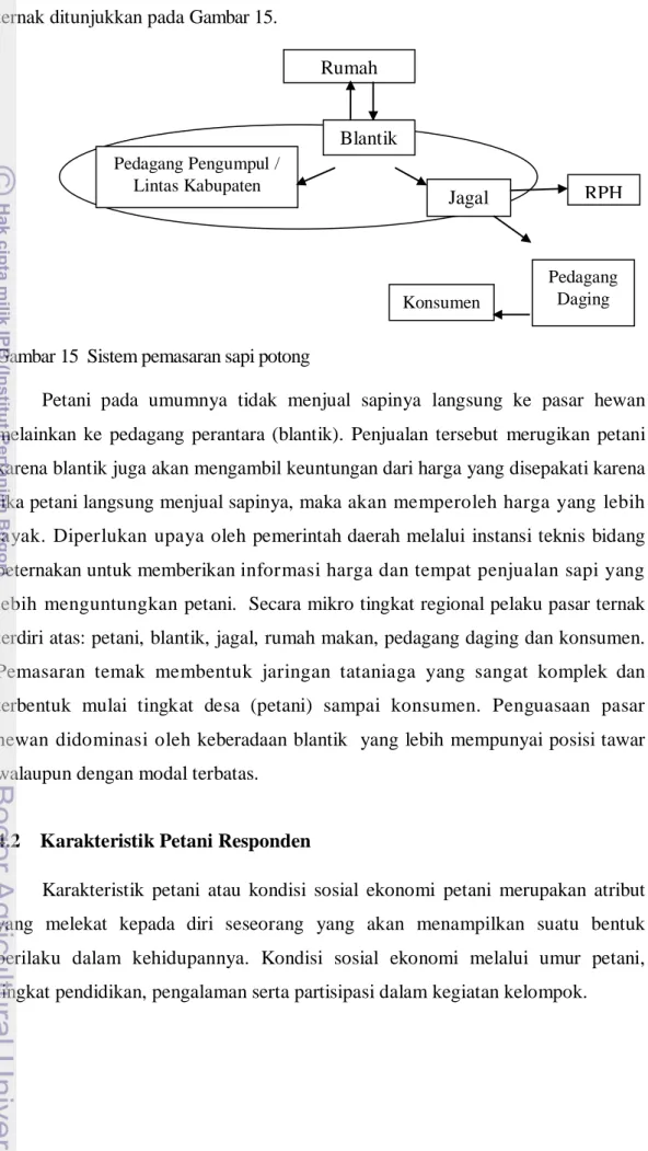 Gambar 15  Sistem pemasaran sapi potong  