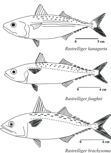 Gambar 1. Morfologi spesies-spesies ikan kembung