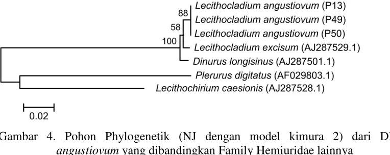 Gambar 4. Pohon Phylogenetik (NJ dengan model kimura 2) dari DNA L.