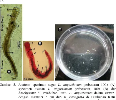 Gambar 5. Anatomi specimen segar L. angustiovum perbesaran 100x (A) danspecimenawetanL.angustiovumperbesaran100x(B)dariR.brachysoma di Pelabuhan Ratu