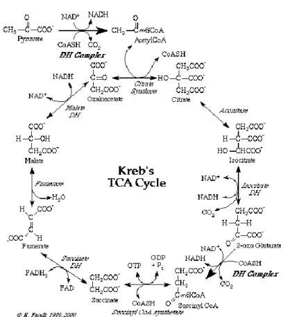 Gambar 2. Siklus Krebs. (Sumber: Biokimia, Harper)                                                                                                                                                                                                              