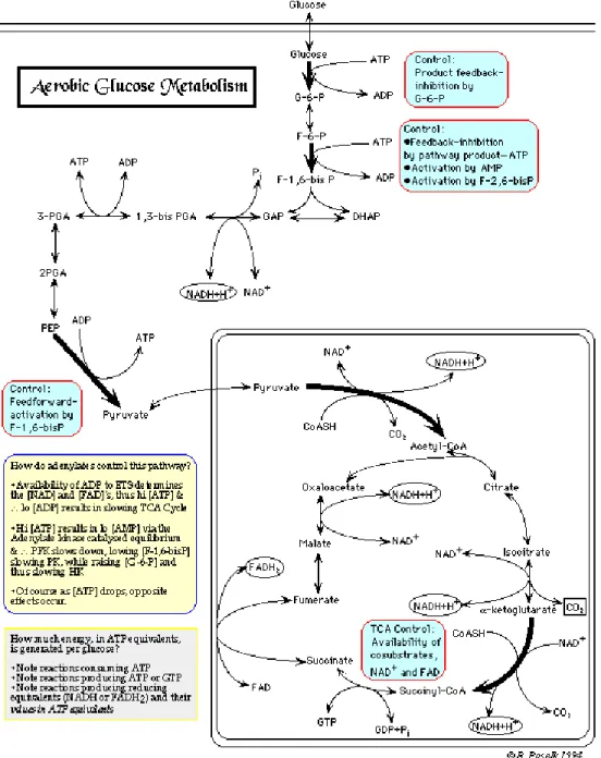 Gambar 3. Metabolisme aerob glukosa. (Sumber :  http:// www.humboldt.edu/ 