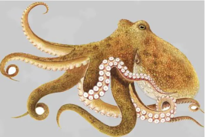 Gambar 1. Gurita (Octopus sp)  (Sumber : Alberni, 2016) 