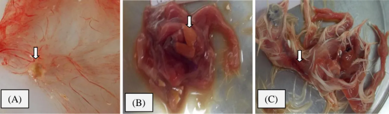 Gambar 1. Perubahan yang terlihat pada embrio ayam setelah diinfeksi dengan sampel dari bursa  fabricius yang terinfeksi 