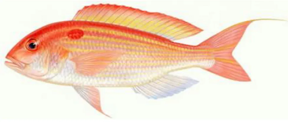 Gambar 3. Morfologi Ikan Kurisi (Nemipterus  nematophorus ) di Perairan Watdek,  Maluku Tenggar (CAFS, 2006)