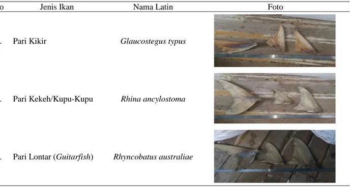 Tabel 2. Hasil Identifikasi sirip ikan pari keluar Kota Sorong 