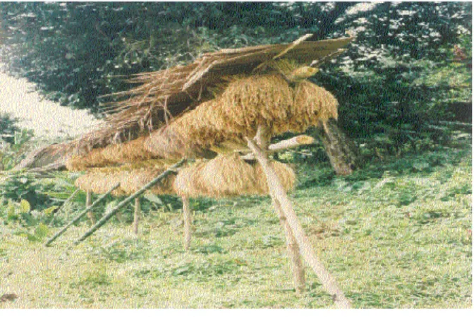 Gambar  3.  Padi  hasil  panen  dari  ladang  sebelum  dimasukan  ke  dalam  leuit  dikeringkan  dengan  dijemur  terik  matahari  pada  batang bambu (lantayan) 