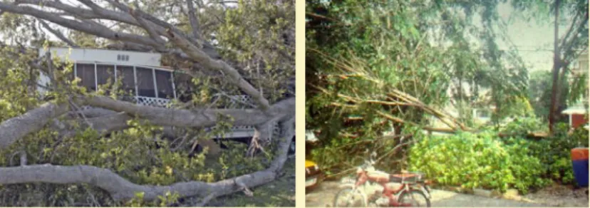 Gambar 5: Pokok tumbang disebabkan angin kuat