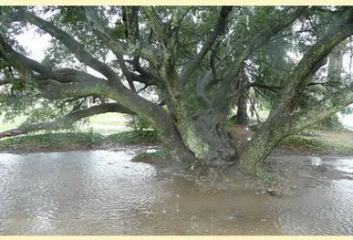 Gambar 12:  Pokok yang terendam dalam air pada waktu yang lama  boleh mempengaruhi tumbesaran pokok