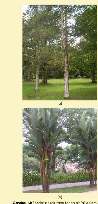 Gambar 13: Spesies pokok yang tahan air (a) gelam dan  (b) pinang raja