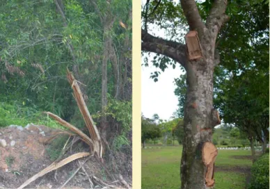 Gambar 14: Aktiviti manusia seperti pemotongan dan membuat  pangkasan dengan tidak betul boleh mencederakan pokok