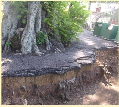 Gambar 16: Kesan pembinaan terhadap pokok menyebabkan  akar pokok dipotong