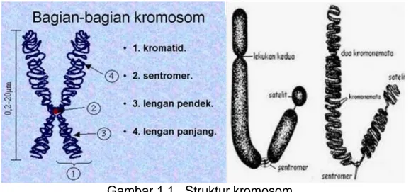 Gambar 1.1.  Struktur kromosom 