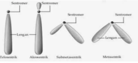 Gambar 1.2. Tipe Morfologi Kromosom 