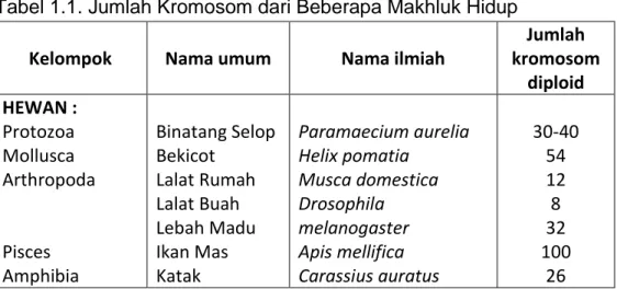 Tabel 1.1. Jumlah Kromosom dari Beberapa Makhluk Hidup   Kelompok  Nama umum  Nama ilmiah 