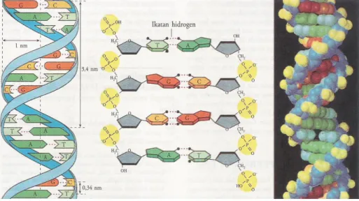 Gambar 1.4. Model struktur DNA Watson – Crick 